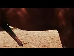 غزة أنا كونييتش